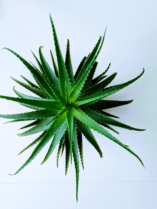 Aloe vera facts